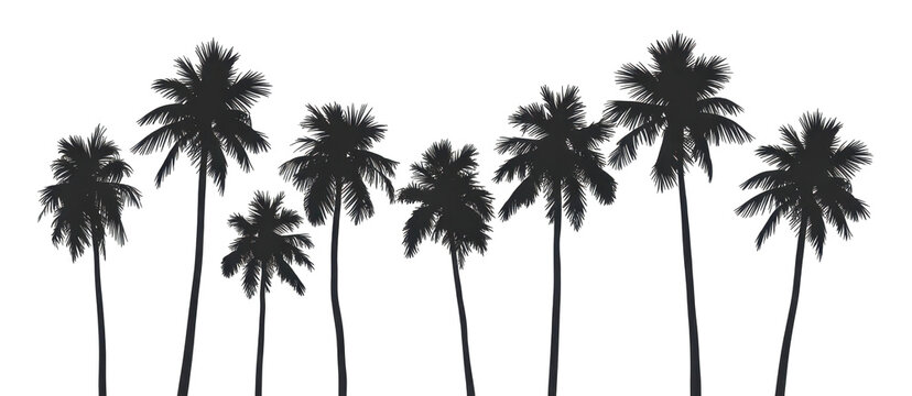 PNG Palm trees silhouette outdoors nature 
