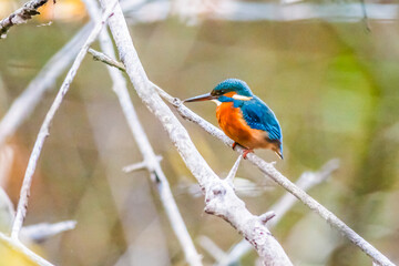 Eisvogel