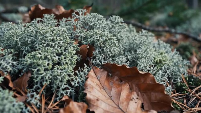 Discover the intricate patterns of vibrant lichen interspersed with golden leaves in a peaceful forest setting. This serene landscape invites reflection and connection with nature.