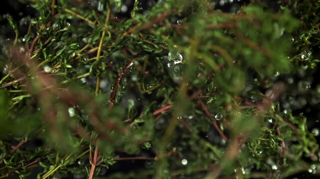 Super slow motion of thyme sprigs. Filmed on a high-speed camera at 1000 fps. High quality FullHD footage