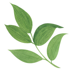 Fototapeta premium A green sprig of leaves. This isolated image is done in a simple watercolor style. The drawing is done in a limited palette. This floral illustration is perfect for website design