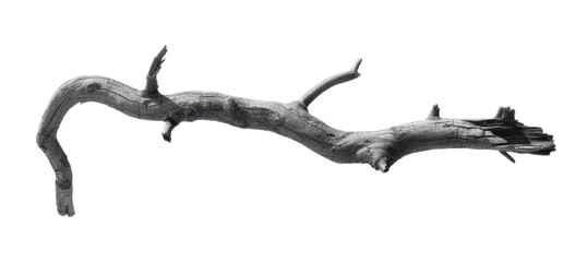 Obraz premium Dead tree branches with cracked bark. Isolated on transparent background 