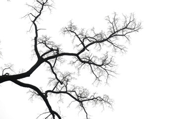 Fototapeta premium Silhouette tree 