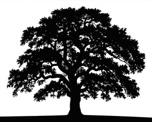 Black and white oak tree silhouette isolated on white background. 
