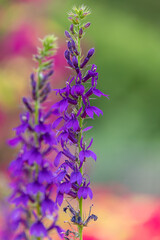 Obraz premium Close up of a cardinal flower (lobelia cardinalis) flower in bloom