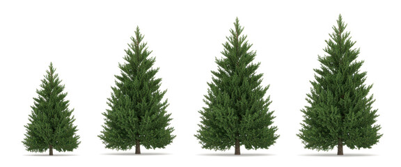 Picea pungens colorado blue green spruce evergreen pinaceae needled tree isolated png on a transparent background premium cutout  
