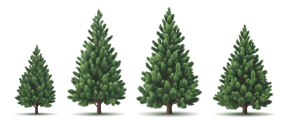 Picea pungens colorado blue green spruce evergreen pinaceae needled tree isolated png on a transparent background premium cutout  
