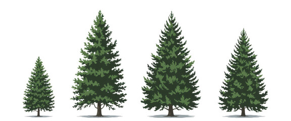 Picea pungens colorado blue green spruce evergreen pinaceae needled tree isolated png on a transparent background premium cutout  
