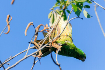 Horizontal photo of the Plain Parakeet (Brotogeris tirica), a green psittacid in an acrobatic pose, hanging from dry branches with open wings, under a saturated blue sky.