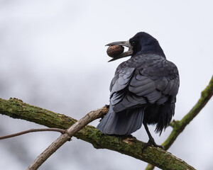 A Crow is Resting on a Leafless Branch and Holding a Nut Fruit It Has Just Picked in Its Beak