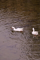 Two white geese swim calmly on a spring river in Piedmont, Italy. The natural scene captures soft light, reflections on the water, and the peaceful atmosphere of the countryside near Cortemiglia.