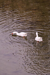 Obraz premium Two white geese swim calmly on a spring river in Piedmont, Italy. The natural scene captures soft light, reflections on the water, and the peaceful atmosphere of the countryside near Cortemiglia.