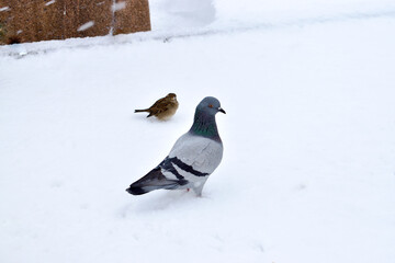 Pigeon and sparrow standing on snow covered ground in winter