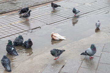 Flock of pigeons standing on wet city pavement after rain