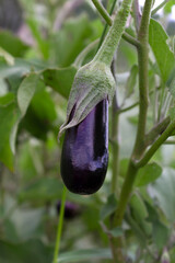 Fresh ripe purple eggplant growing on vine in garden