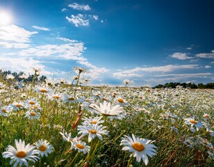 summer meadow daisies blooming under a vibrant blue sky