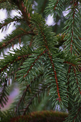 Rain on spruce needles