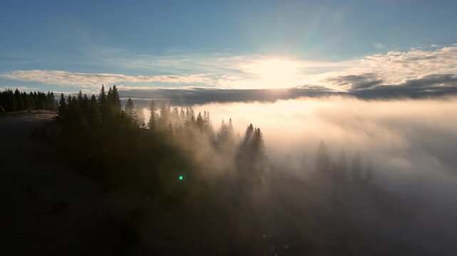 Aerial view of the boundary between the green forest and thick white fog, scenic mountain landscape with pine trees and clouds in the morning