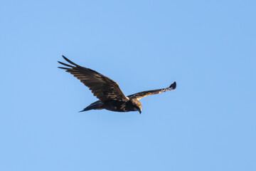 Western Marsh Harrier (Circus aeruginosus) Soaring High in the Blue Sky