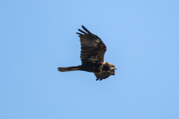 Western Marsh Harrier (Circus aeruginosus) Soaring High in the Blue Sky