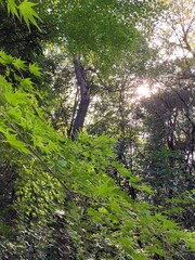 森の木漏れ日と緑の楓