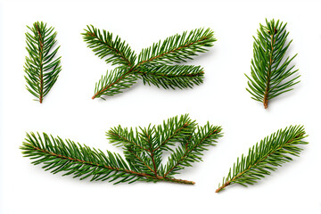 Fototapeta premium Set of Green Fir Branch Isolated on White Background