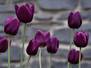 Vibrant purple tulips in bloom against a textured stone background