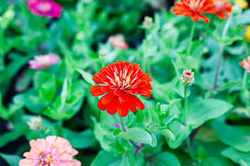 Bright red and yellow flowers blooming in a beautiful summer garden nature scene with colorful floral petals and green plant leaves