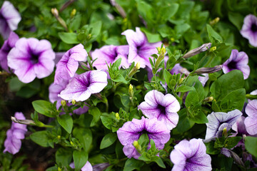 Beautiful purple and violet flowers blooming in a colorful garden celebrate the floral beauty of spring and summer nature