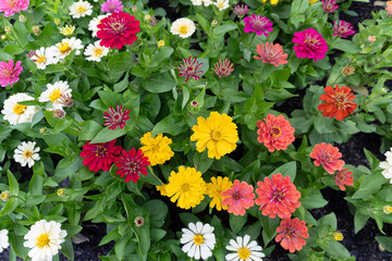 Beautiful colorful flowers blooming in a sunny summer garden flowerbed showcasing nature beauty with pink red and purple flora