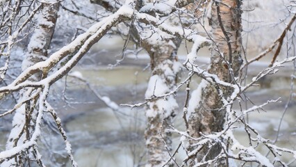 A snow-covered forest and a small river that has not yet frozen on a frosty winter day.
