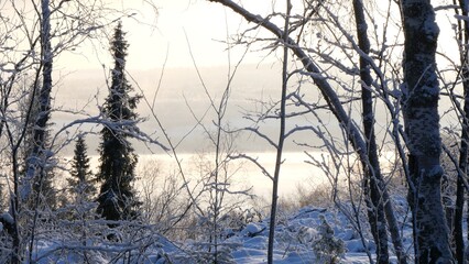 A snow-covered forest and a small river that has not yet frozen on a frosty winter day.