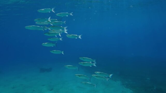 Group of Mullet fish in turquoise water above the sandy bottom on sunny day in sunbeams, Slow motion