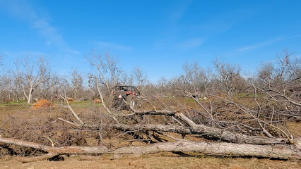 Hurricane Helena Pecan tree damage close up