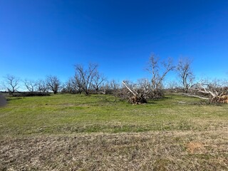 Hurricane Helena Pecan tree damage clear blue sky