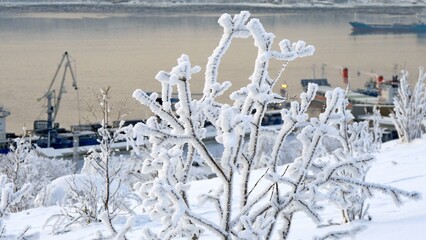 A typical day at the seaport on a frosty winter day. Kola Bay. Trees and bushes are covered in snow and frost.