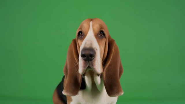 Basset hound dog. Meme Wildlife. Brown and white basset hound. Long ear dog. Isolated on green background. Cute dog face. Pet portrait. Dog with floppy ears.