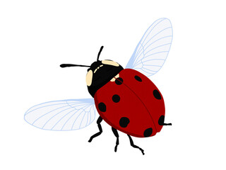 ladybug on white background