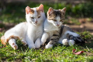 Two cute young cats relaxing together on green grass in warm sunlight. The kittens sit closely side by side, creating a heartwarming scene of companionship, innocence, and natural outdoor beauty.