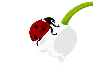 ladybug on a white background
