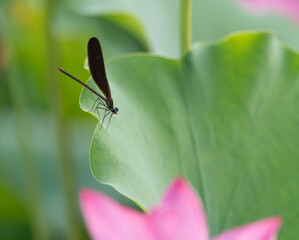 蓮の葉に止まるトンボ	