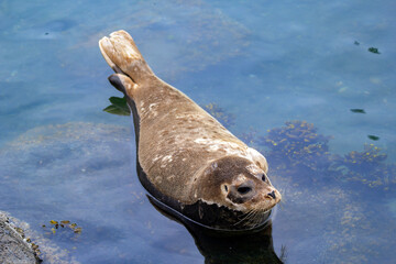 Fluffy brown baby seal is laying on the rock in the sea.