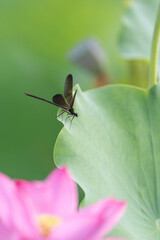 蓮の葉に止まるトンボ	