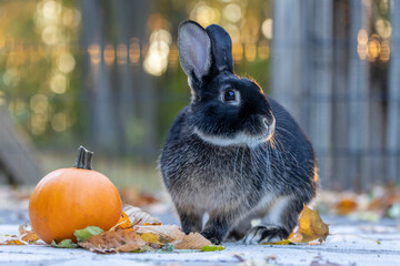 Rabbit on deck fall scene with pumpkin Autumn leaves and golden bokeh 