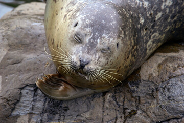 Portrait of Harbour seal is laying on the rock at the sea shore.