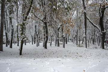 Fototapeta premium Winter Landscape of South Park in city of Sofia, Bulgaria