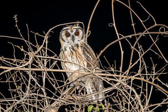 Coruja orelhuda (Asio clamator) a noite com seus lindos olhos vermelhos