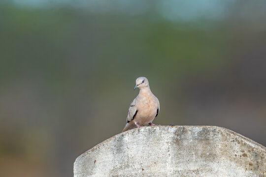 Rolinha picu&iacute; (Columbina picui) pousada em uma parede de fazenda