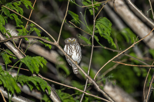 Cabur&eacute; (Glaucidium brasilianum) uma das menores corujas do mundo