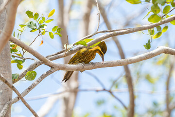 Pica pau dourado escuro fêmea (Piculus chrysochloros) se alimentando